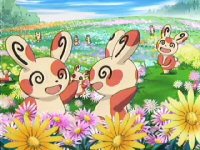 Lots of Spinda! Beyond the Mountain in Search of Happiness!