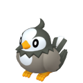 Starly in Pokémon HOME