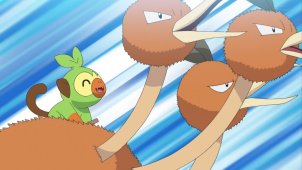 The Lost Grookey! Who is its Trainer!?
