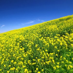 Pokelid Chiba Pokelid Chiba