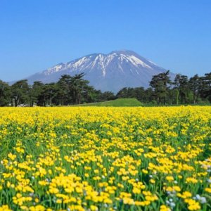 Pokelid Iwate Pokelid Iwate