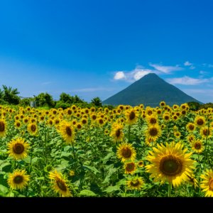 Pokelid Kagoshima Pokelid Kagoshima