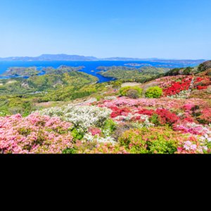 Pokelid Nagasaki Pokelid Nagasaki