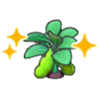 Blooming bean plant (Grow)