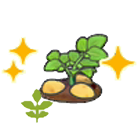 Blooming potato plant (Grow)