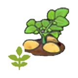 Blooming potato plant