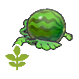 Blooming watermelon plant