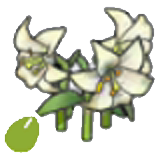 Elegant-flower seeds