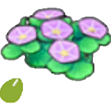 Seashore-flower seeds