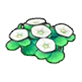 Seashore flowers (white)