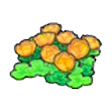 Skyland flowers (orange)