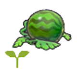 Watermelon sprout