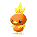 Torchic Image