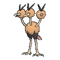 Female Dodrio