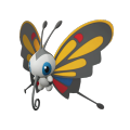 Female Beautifly