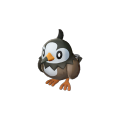 Female Starly