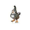 Female Staravia