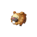 Female Bidoof