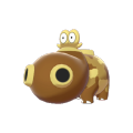Female Hippopotas