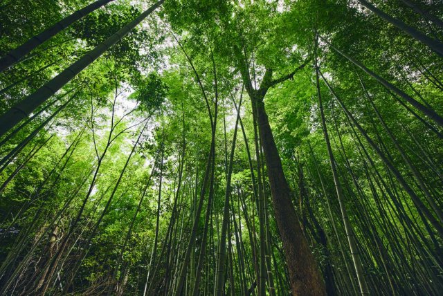 Whispering Bamboo Forest